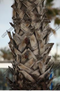 photo texture of palm bark 0019